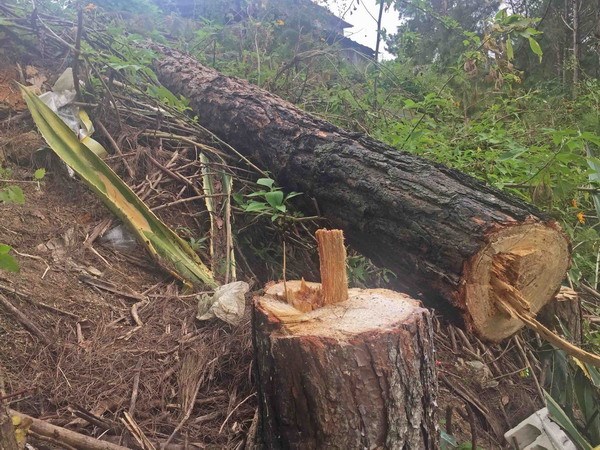 Tan[-]hoang[-]rừng[-]thông[-]cảnh[-]quan[-]ven[-]Quốc[-]lộ[-]28[-]